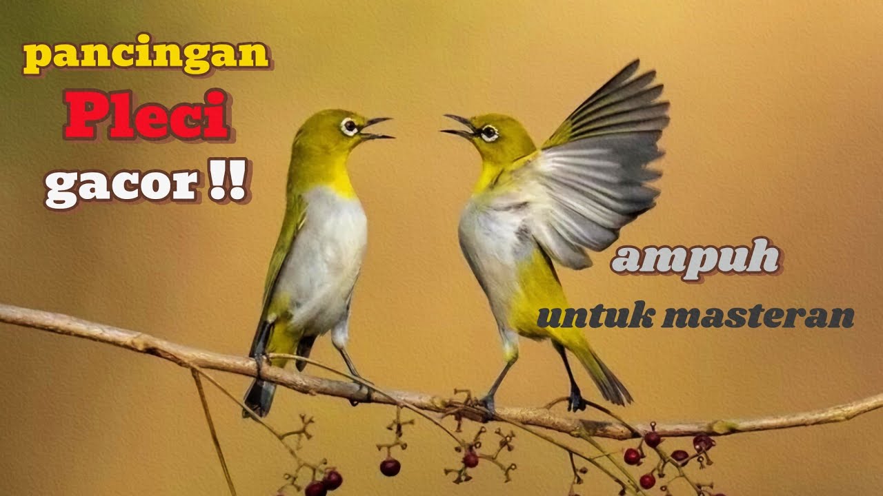 Suara burung PLECI gacor full isian ‼️