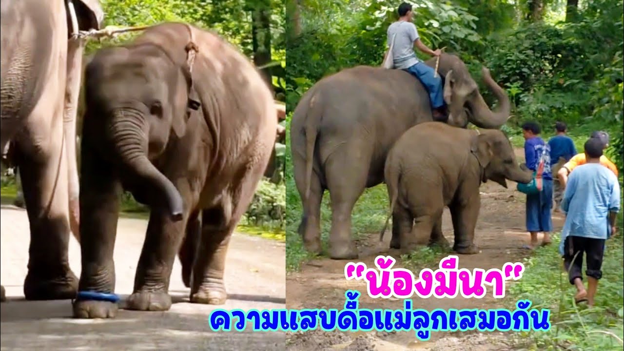 น้องมีนา พาแม่แสนดีเดินเล่น คอแห้งเริ่มหิวก็เดินไปกินนมไป แม่เดินไม่ยอมหยุดลูกสาวก็ไม่หยุดกินเช่นกัน