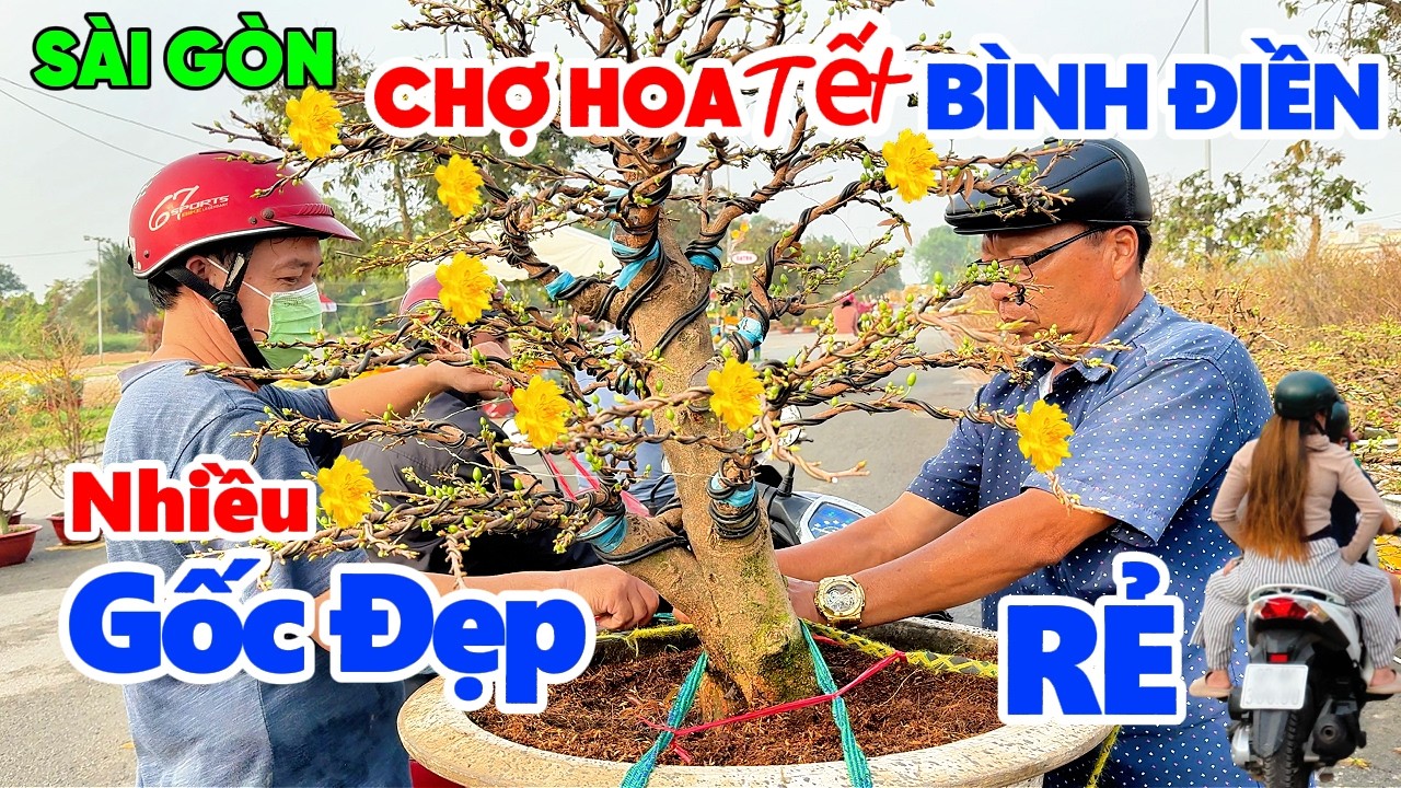 Chợ Hoa Tết Sài Gòn Sôi Nổi, Chợ Hoa Bình Điền Với Nhiều Cây Mai Vàng Gốc Đẹp