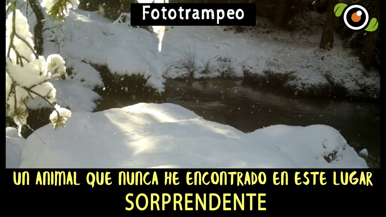 UN ANIMAL que NUNCA he encontrado en este lugar. Muy sorprendente. Fototrampeo en un barranco