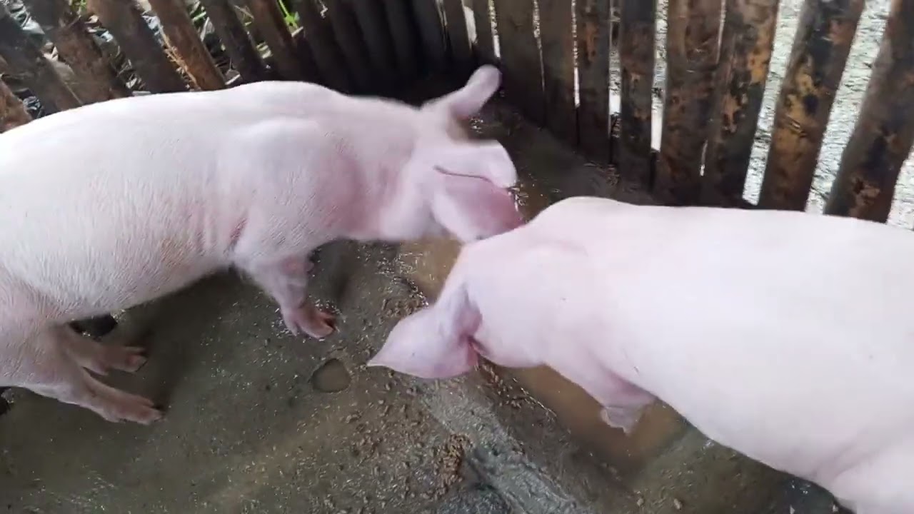 DALAWANG BUWAN NA SILA