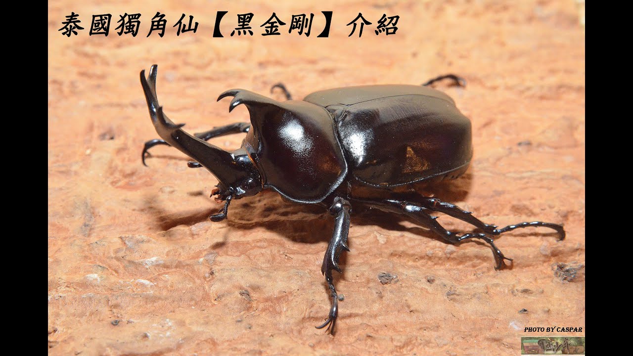 【甲虫少年】泰國獨角仙(黑金剛) 介紹 #甲虫少年 #teensbeetle #カブトムシ #クワガタ #兜蟲 #鍬形蟲 #beetles