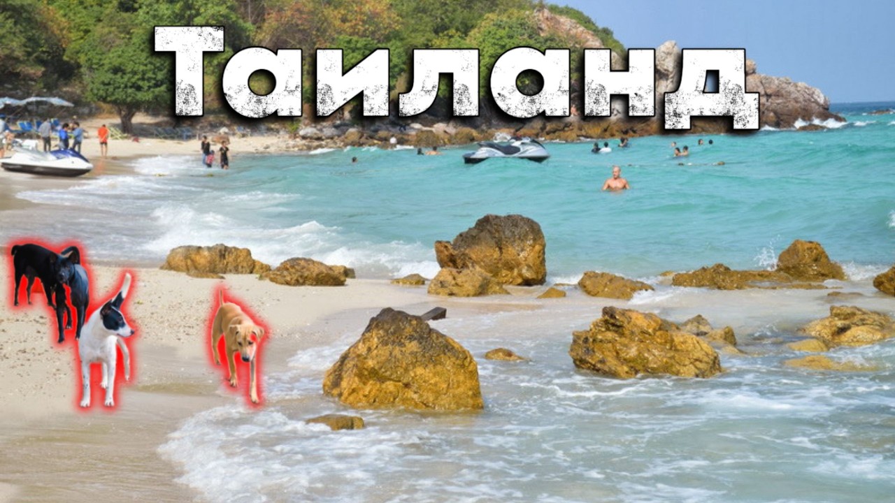 Ко Лан БЕЗ ТУРИСТОВ: Дикий пляж, своры собак и ночной рынок с морепродуктами | Паттайя, Таиланд