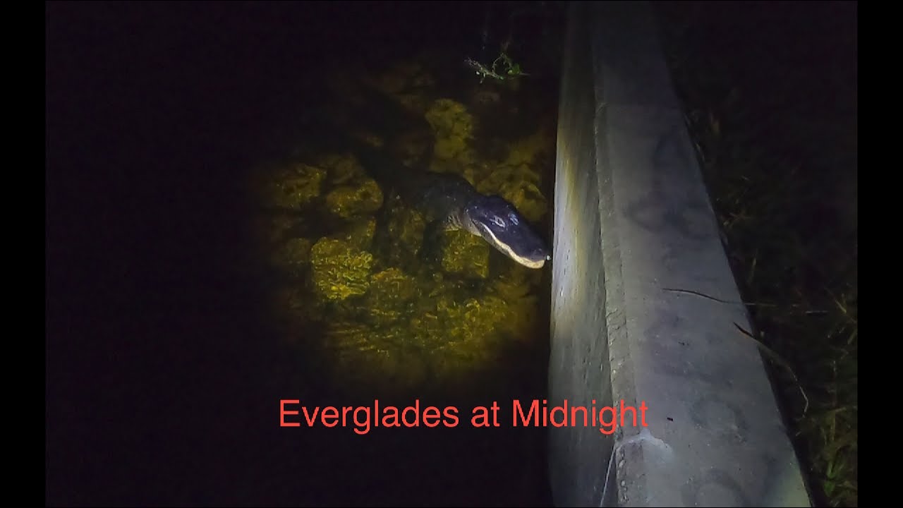 Florida Everglades AT MIDNIGHT!!! TONS of Alligators!!!