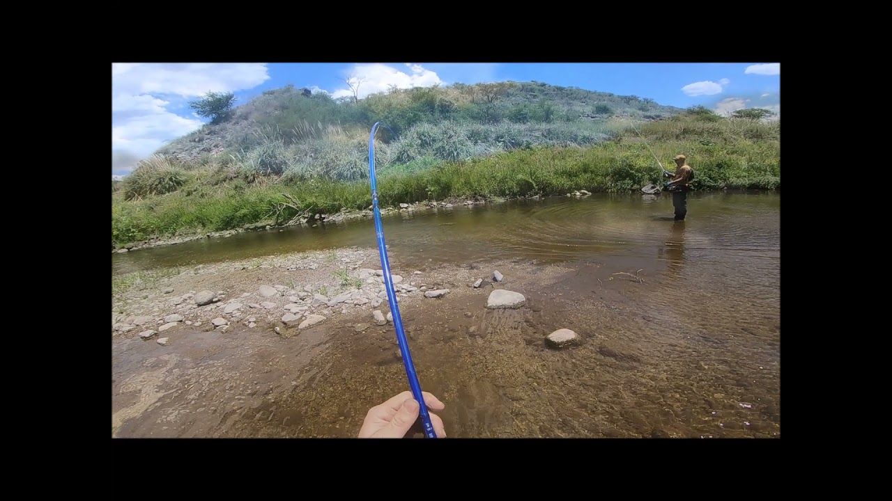 Carpas con mosca secas y streamers en rios serranos