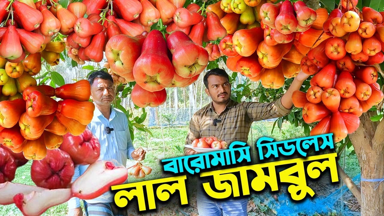বারোমাসি সিডলেস মিষ্টি লাল জামরুল এর বাণিজ্যিক চাষে সফলতা | Ep-1045