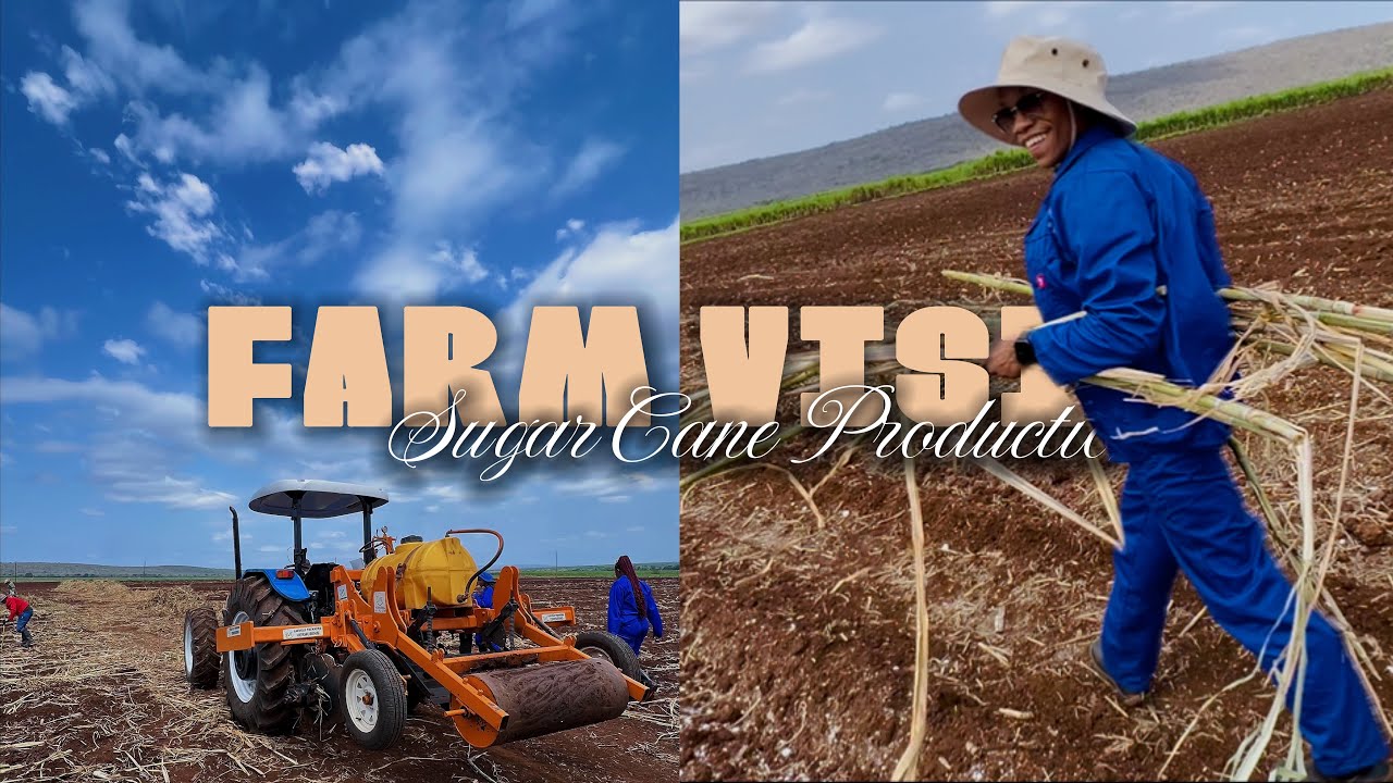 VLOG: Sugarcane Farm Visit | Komatipoort 