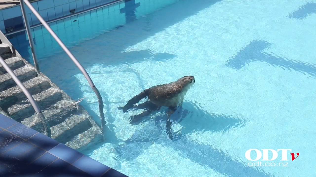 Sea lion takes a dip at Dunedin pool
