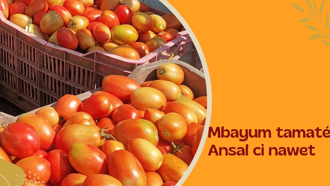 LICIBI TOOL Saytu mbayum tamaté Ansal ci nawet