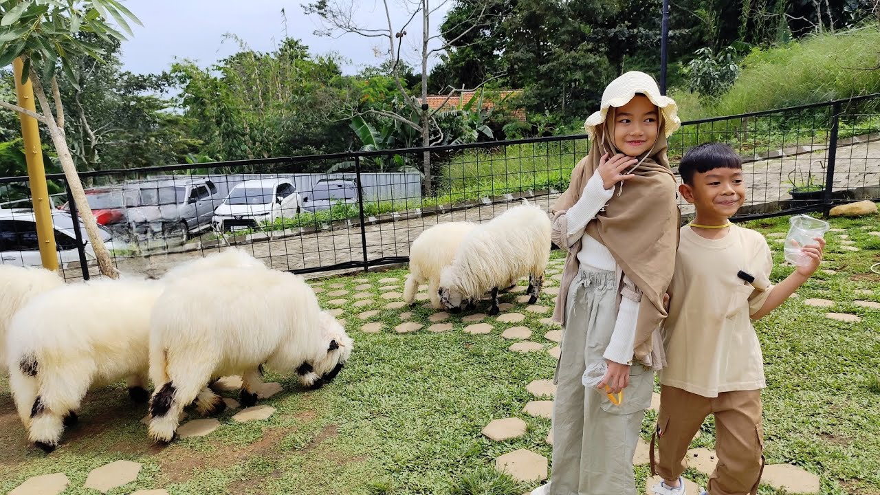 Wisata ke Bukit Domba Sentul Bogor bagian 1! Ngasih makan domba.