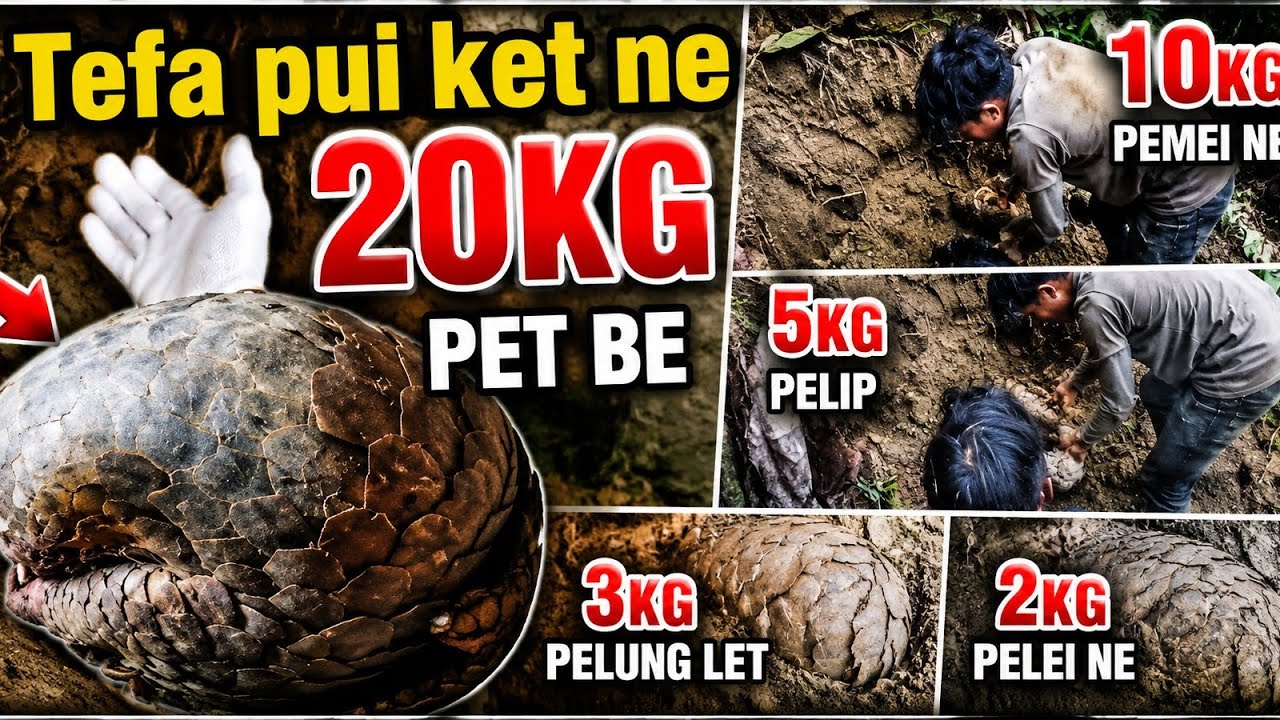 Tefa pui ket ne 20kg pet be ......pelip 5kg....pelung let 3kg......pemei ne 10kg.....pelei ne 2kg..