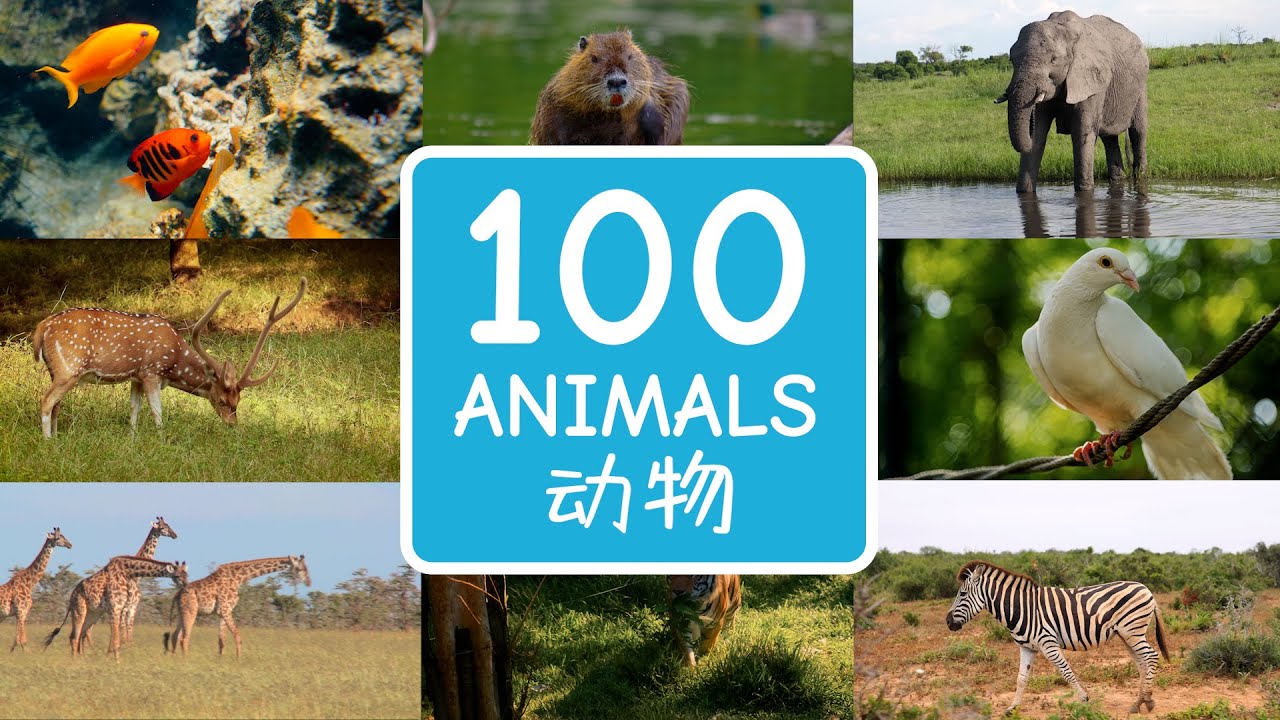 100 Animals in Chinese & English | 一百种动物的中文英文名称 | Video For Kids to Learn Chinese & English