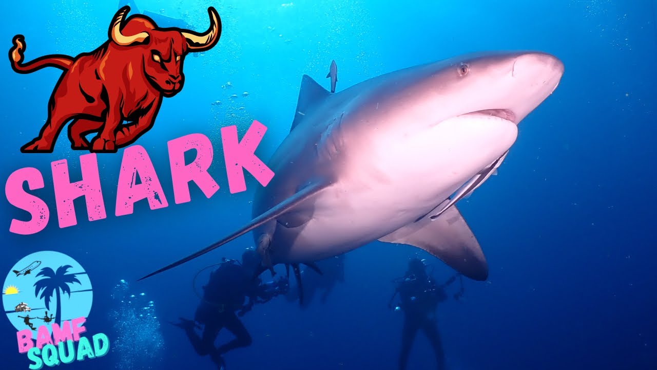 Scuba Diving w/ Bull SHARKS | West Palm Beach