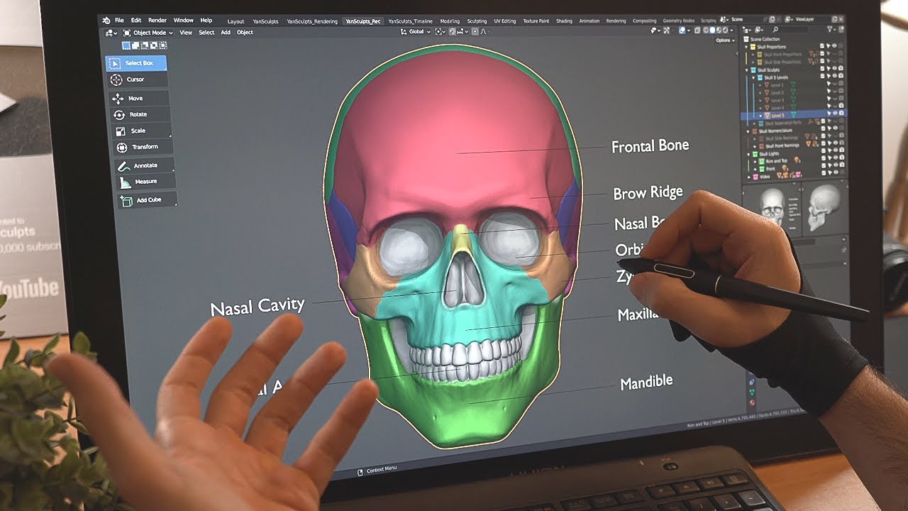 Как лепить череп для начинающих в Blender — анатомия, пропорции и 5 этапов