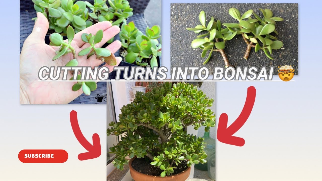 How to Propagate luckey plant from cutting 🪴🍂   #gardening #indoorplants #fyp #algorithm 