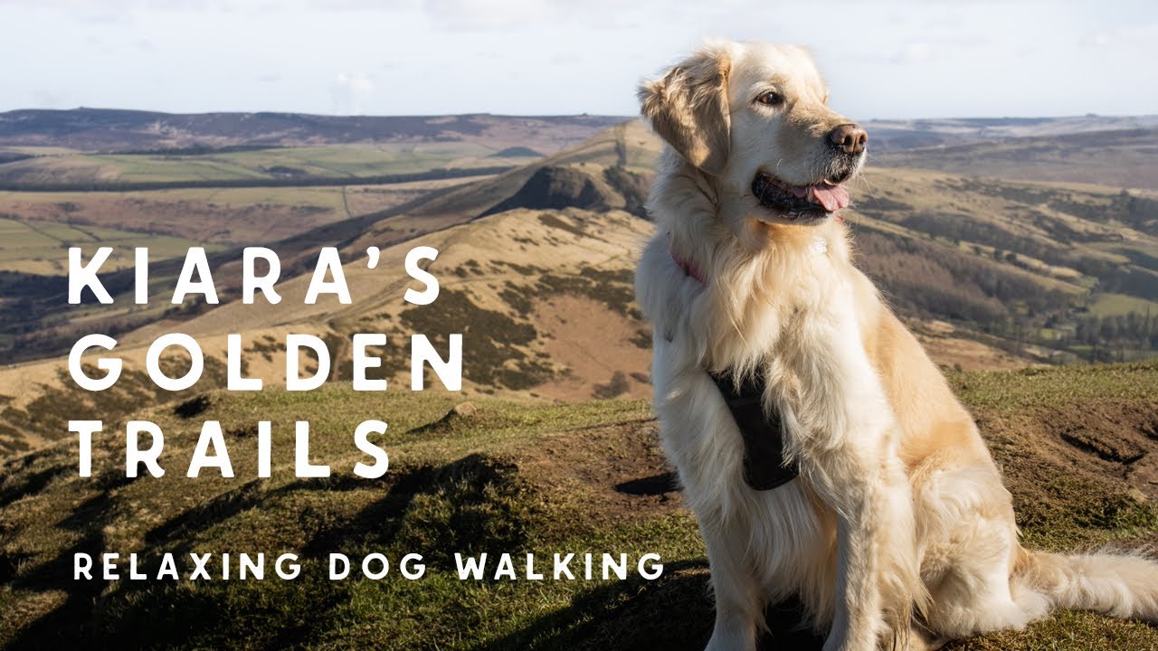 Relaxing Dog Walking Film | Golden Retriever ASMR Experience