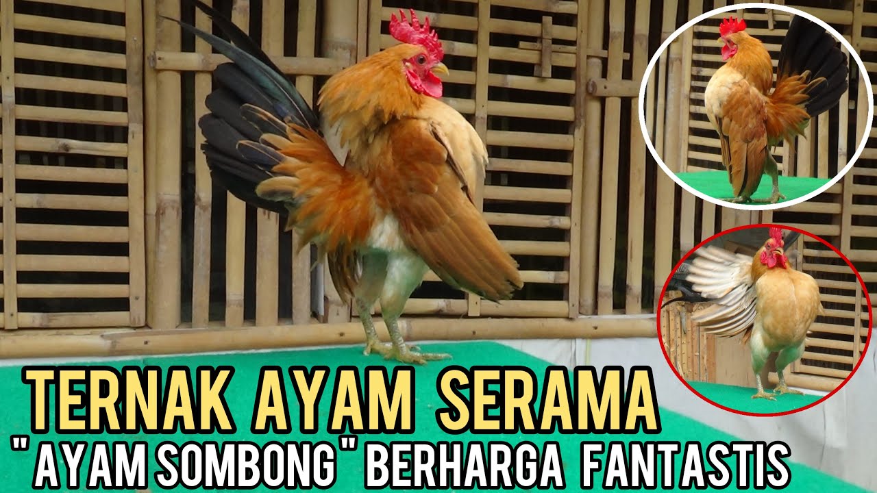 TERNAK AYAM SERAMA MENGUNTUNGKAN DAN MUDAH DALAM PERAWATAN  || SI AYAM SOMBONG HARGA FANTASTIS