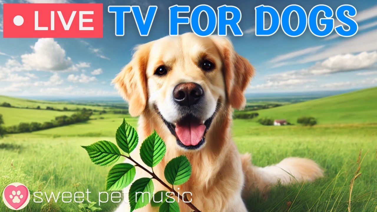 🔴24 godziny telewizji dla ps&oacute;w🎵🐶Uspokajająca muzyka dla ps&oacute;w, kt&oacute;ra ułatwia im zasypianie🐾🩷Muzyka łagodząca lęki dla zestresowanych lub samotnych ps&oacute;w