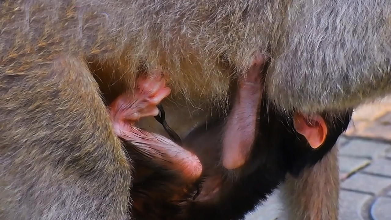 Adorable Wildlife 2026, Old Mommy Monkey's Care Looks So Nice