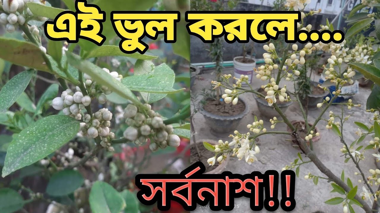 ফুল এসেছে লেবু গাছে সাবধান এই ভুল করলেই সর্বনাশ।