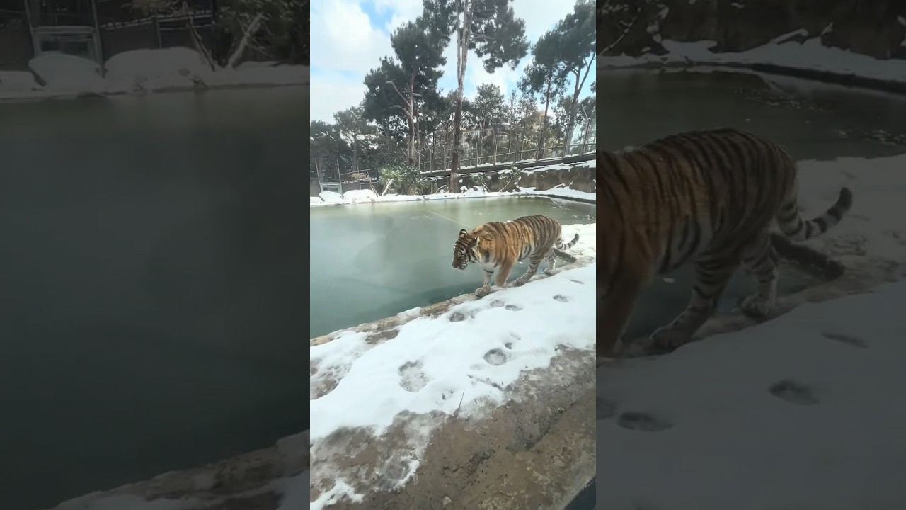 Majestic Tiger in Snow at Azerbaijan Zoo! ❄️🐅🏞️