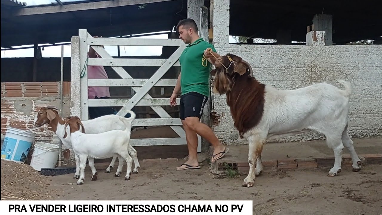 CAPRIL GOUVEIA SANTA MARIA DO CAMBUCÁ PERNAMBUCO VENDA DE CAPRINOS DA RAÇA BOER