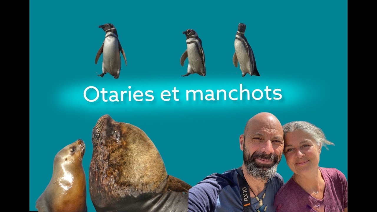 s03e04 - Otaries et manchots #aNotreTour