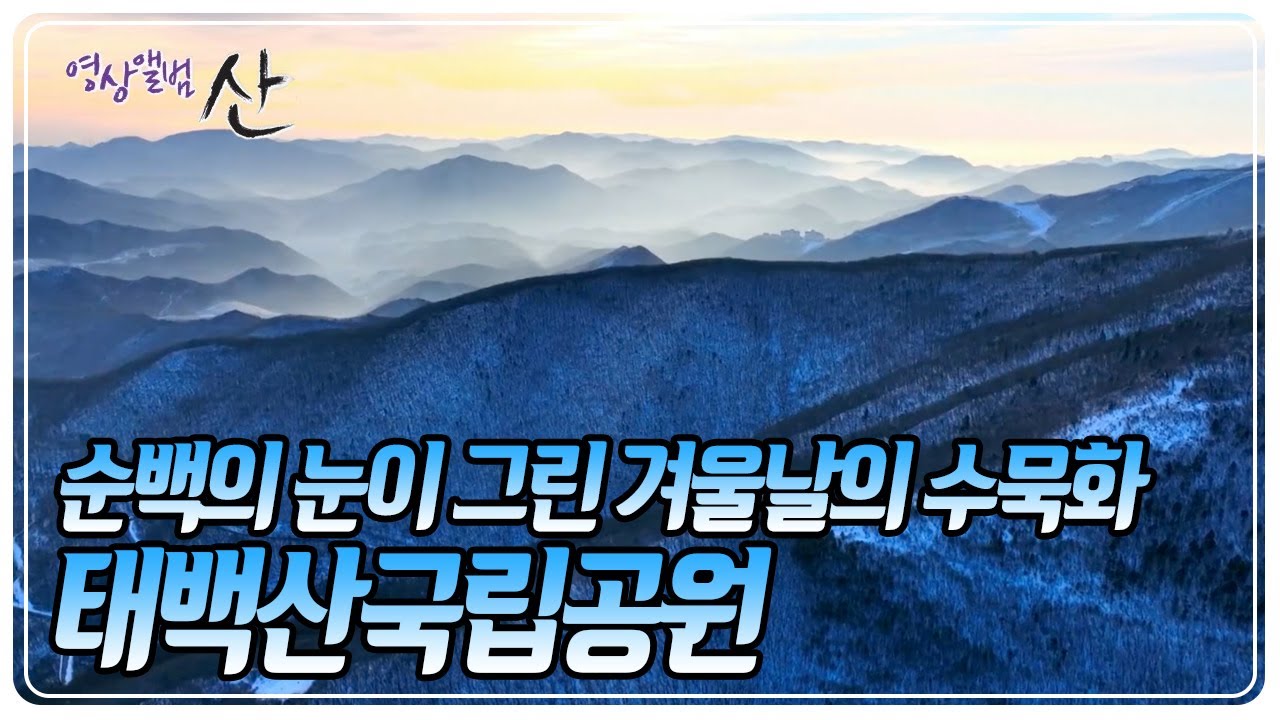 가슴 시리도록 아름다운 설국으로의 여정! 백두대간의 중심 '태백산' [영상앨범 산] KBS 250216 방송