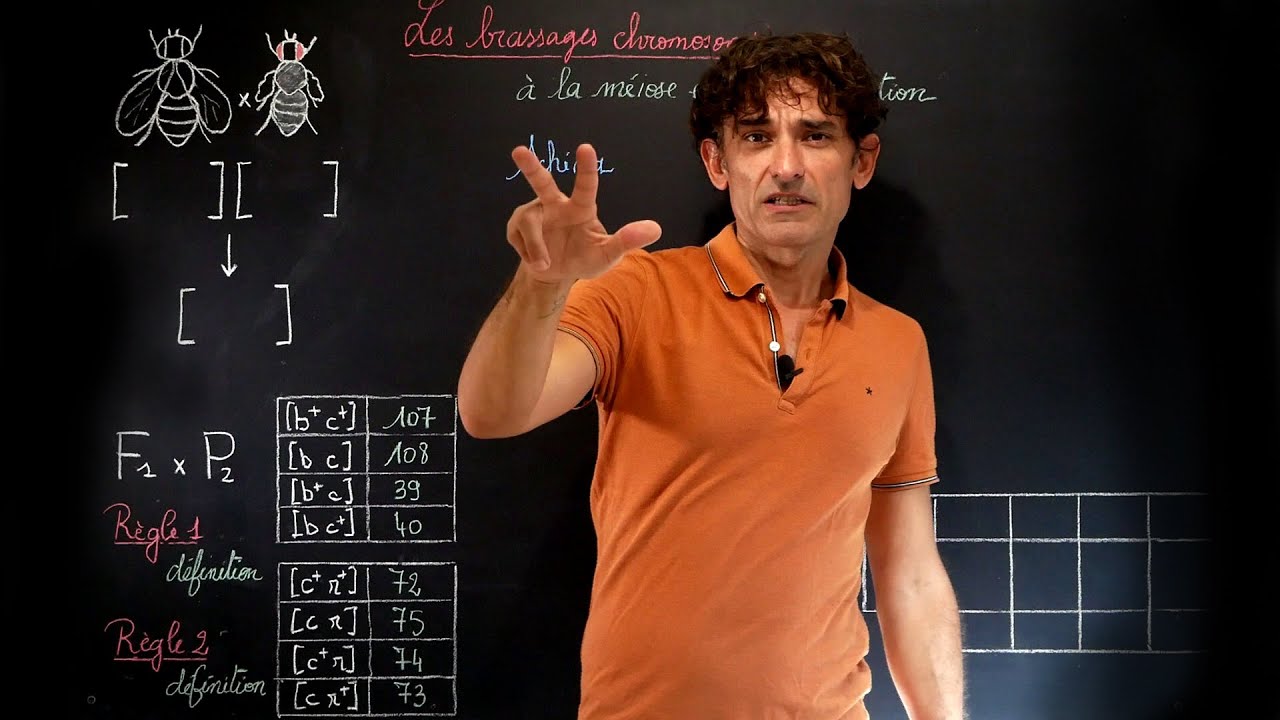 BRASSAGES GENETIQUES à la MEIOSE et à la FECONDATION, première partie