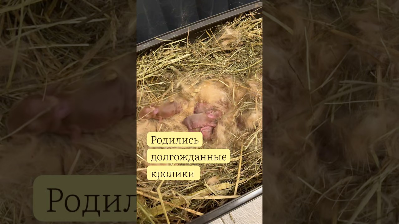 Рыжие вислоухие кролики породы Цвергвидер