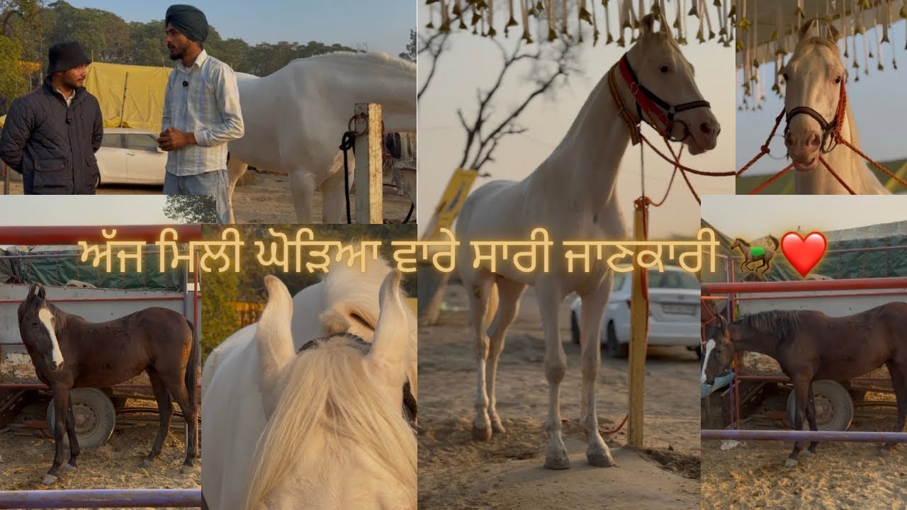 ਘੋੜਿਆ ਦੀ ਸਾਰੀ ਜਾਣਕਾਰੀ ਮਿਲੀ ਅੱਜ ਵੀਰ ਤੋ🐎❤️ ( ਮਾਰਵਾੜੀ, ਨੁੱਕਰੀ ਅਤੇ ਹੋਰ ਕਈ ਨਸਲਾਂ ) ❤️