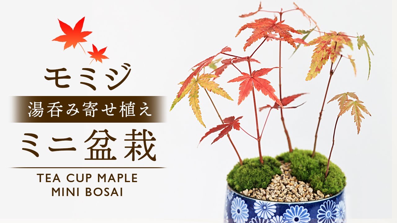 湯吞みで作るモミジの寄せ植えミニ盆栽 苔庭 【Bonsai diary 盆栽日記 11/27】初心者の簡単盆栽の作り方 育て方苔 もみじ コケ お茶 tea EOS R5 撮影 DIY
