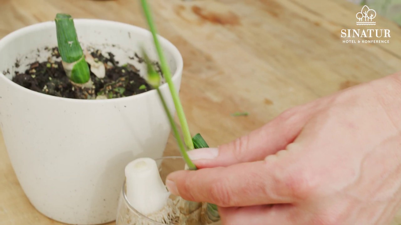 Regrow: Sådan genbruger du dine grøntsager