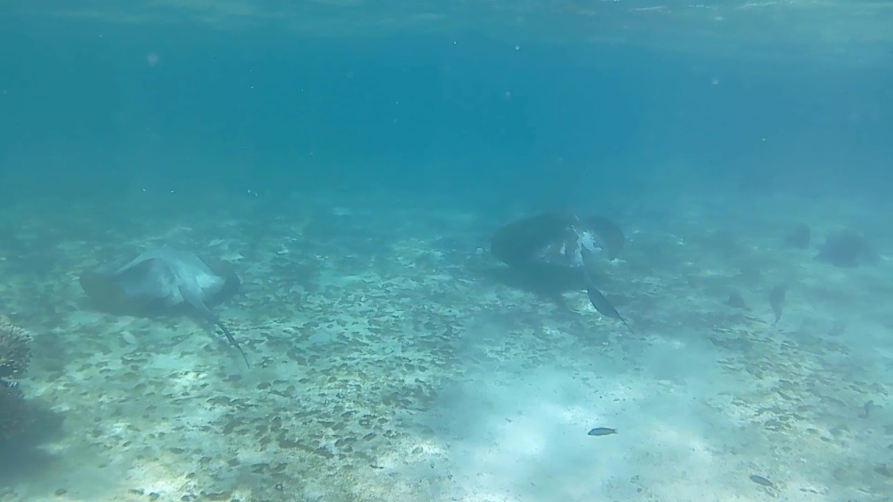 Raies &agrave; queue de vache