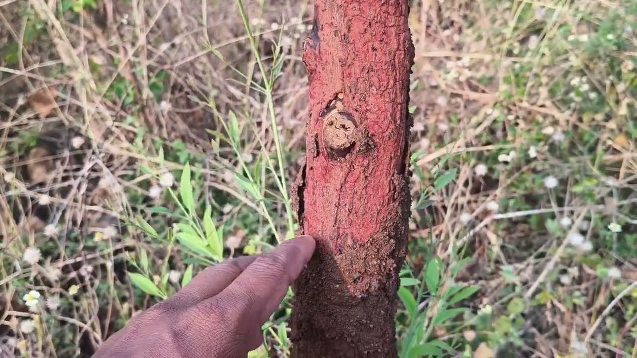 मेरी तरह चंदन की खेती करो। Do sandalwood farming like me. #sandalwoodfarming 
