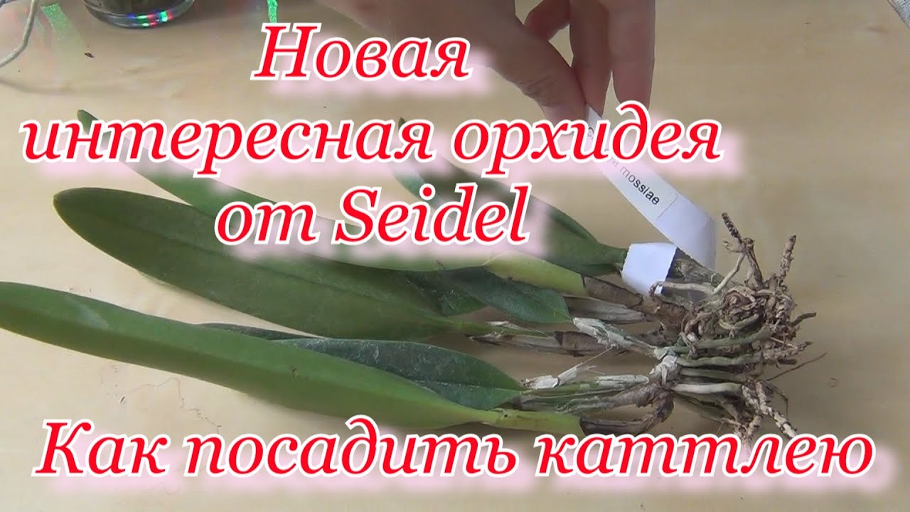 Новинки орхидей: бразильская каттлея от Seidel (Mossae var. Amoena) ОКС. Как посадить каттлею?