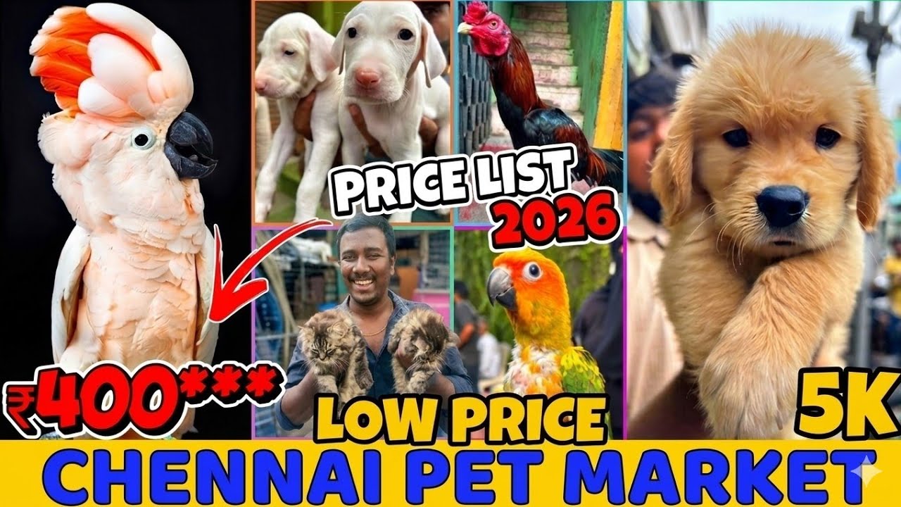 Chennai Broadway Pet Market 🐶🐱 | Rare Pets, Puppies, Birds & More | Immanvlogs 