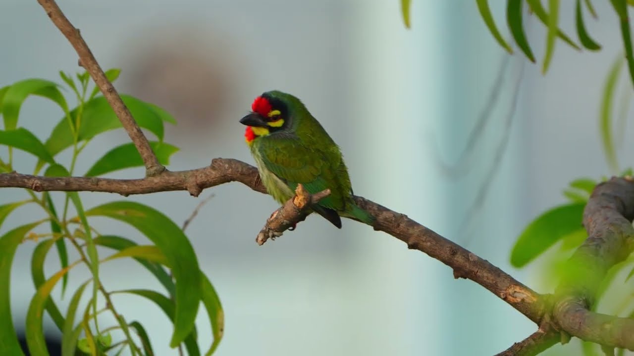 Coppersmith Barbet