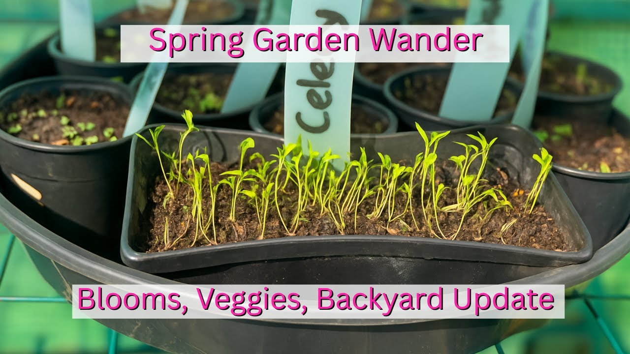 A Spring Garden Tour in Australia 🌱🌿| Roses, Peas, Dahlias, Pests🌸🐌