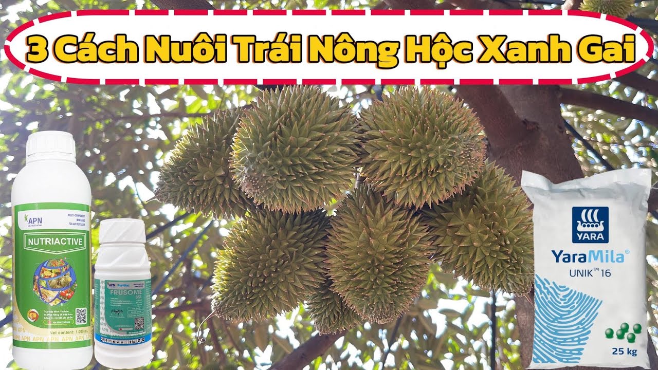 Cách Nuôi Trái Sầu Riêng Mothong Mùa Nắng Không Cháy Lá Vàng Gai #saurieng #viral #durian
