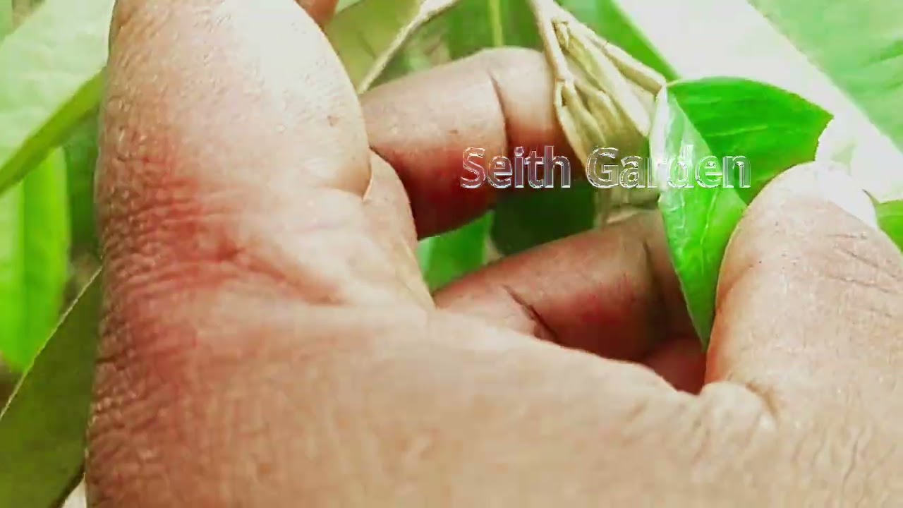 Sedikit demi sedikit, lama lama menjadi bukit ‼️Musang King nambah lagi, jadi empat sekarang 👍