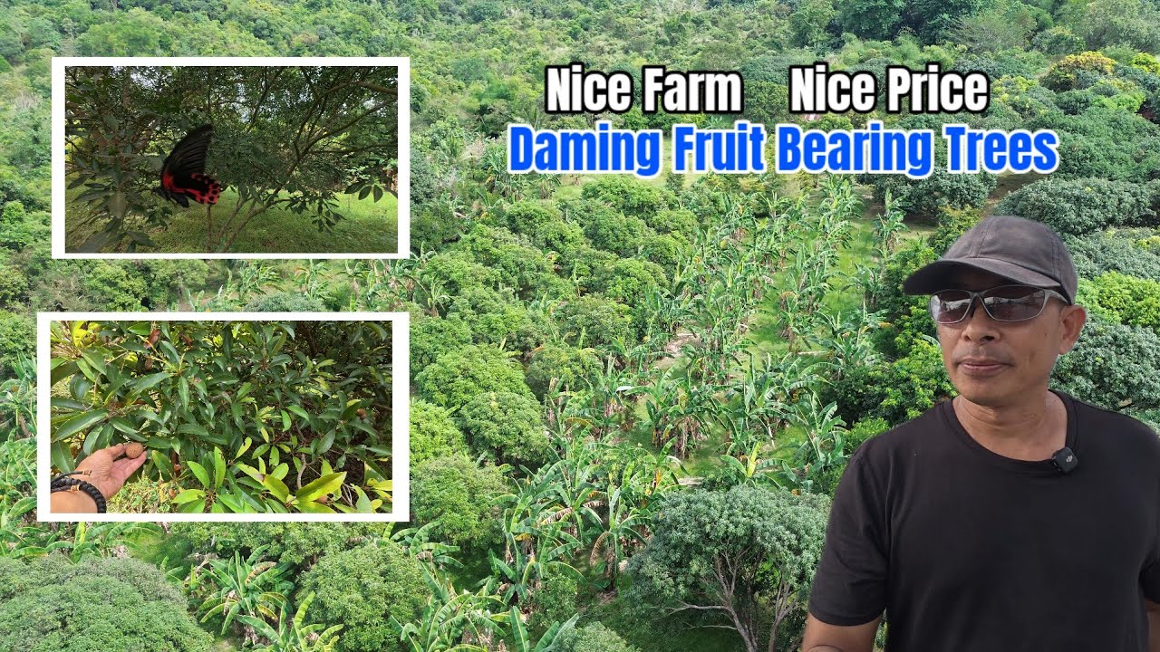 Homestead Farm with Plenty of Fruit Bearing Trees | Developed and Very Accessible