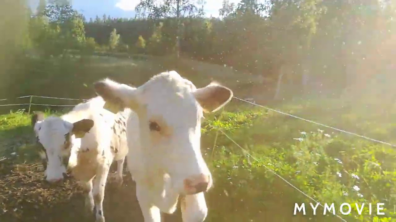 ELÄINVIDEO LAPSILLE