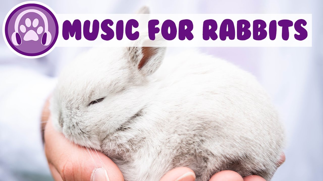 Music Just for Rabbits - Relax and Soothe Your Rabbit and Stop Anxiety!