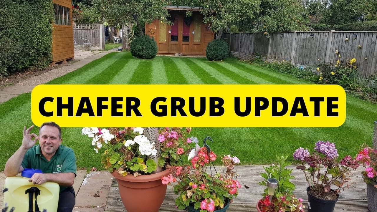 Chafer grub situation - update & MORE tips