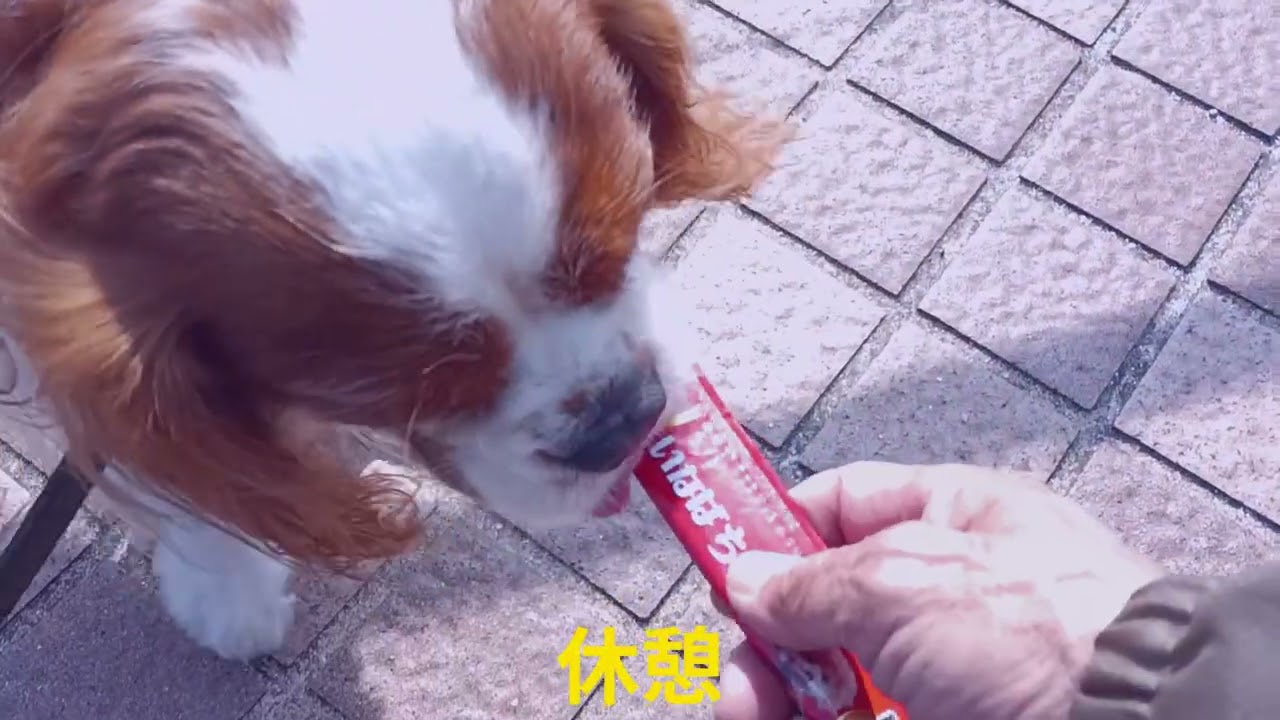 腐葉土第二弾作り