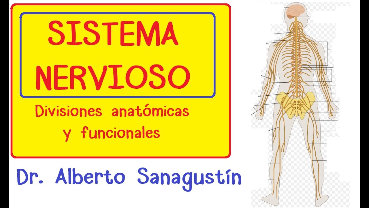 SISTEMA NERVIOSO explicado FÁCIL: anatomía y fisiología