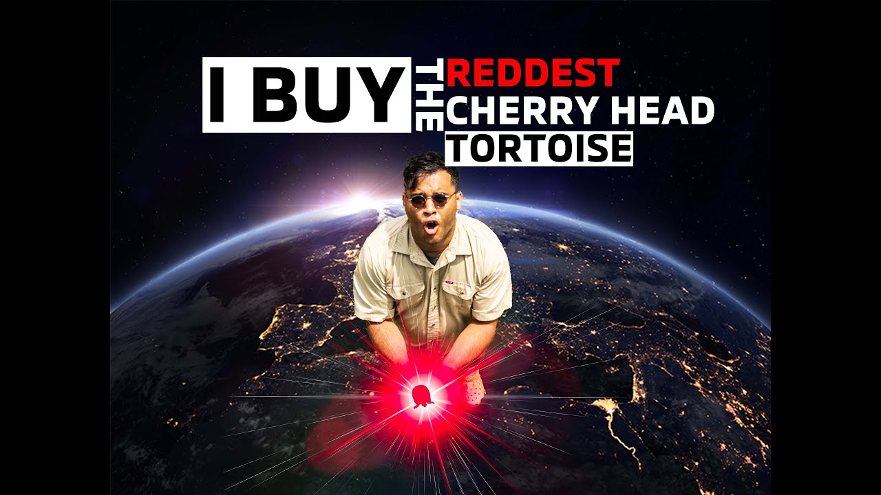 I BUY THE REDDEST Cherry Head RED FOOT Tortoise I could FIND!
