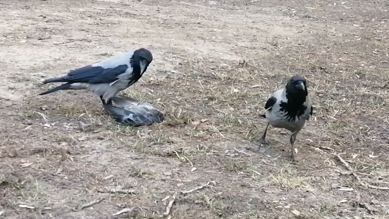 Mated pair of crows predates on pigeon / Гнездящаяся пара ворон поймала голубя 