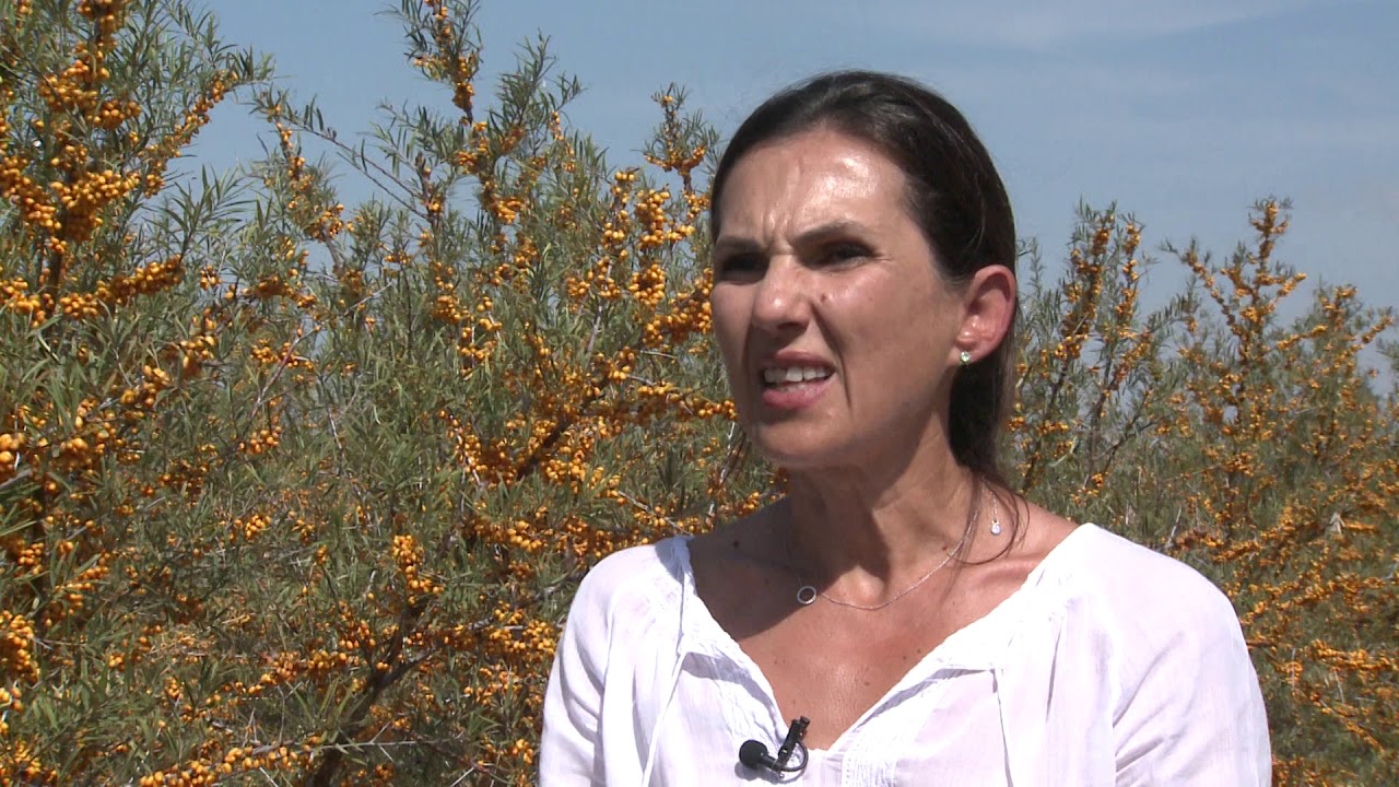În grădina Danei: Creşterea porumbului dulce şi cultivarea cătinei ecologice (@TVR1)